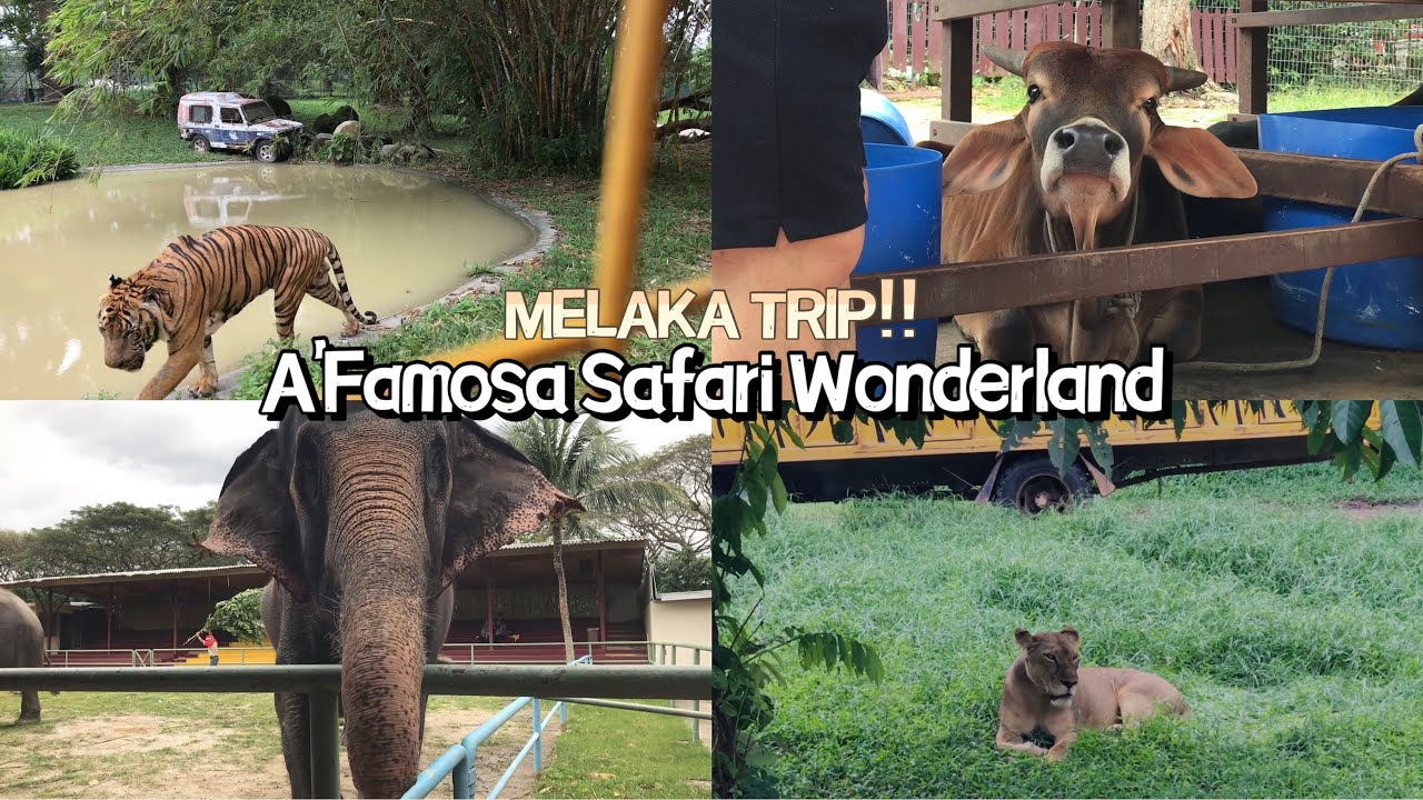 zoo melaka vs a famosa safari