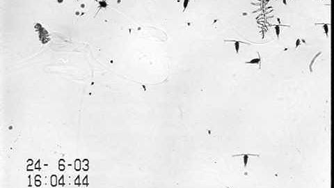 Zooplankton behavior - 1