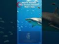 Shark Attack: The Ocean Doesn’t Warn You NatureStories#CinematicStory#WildlifeCinematic