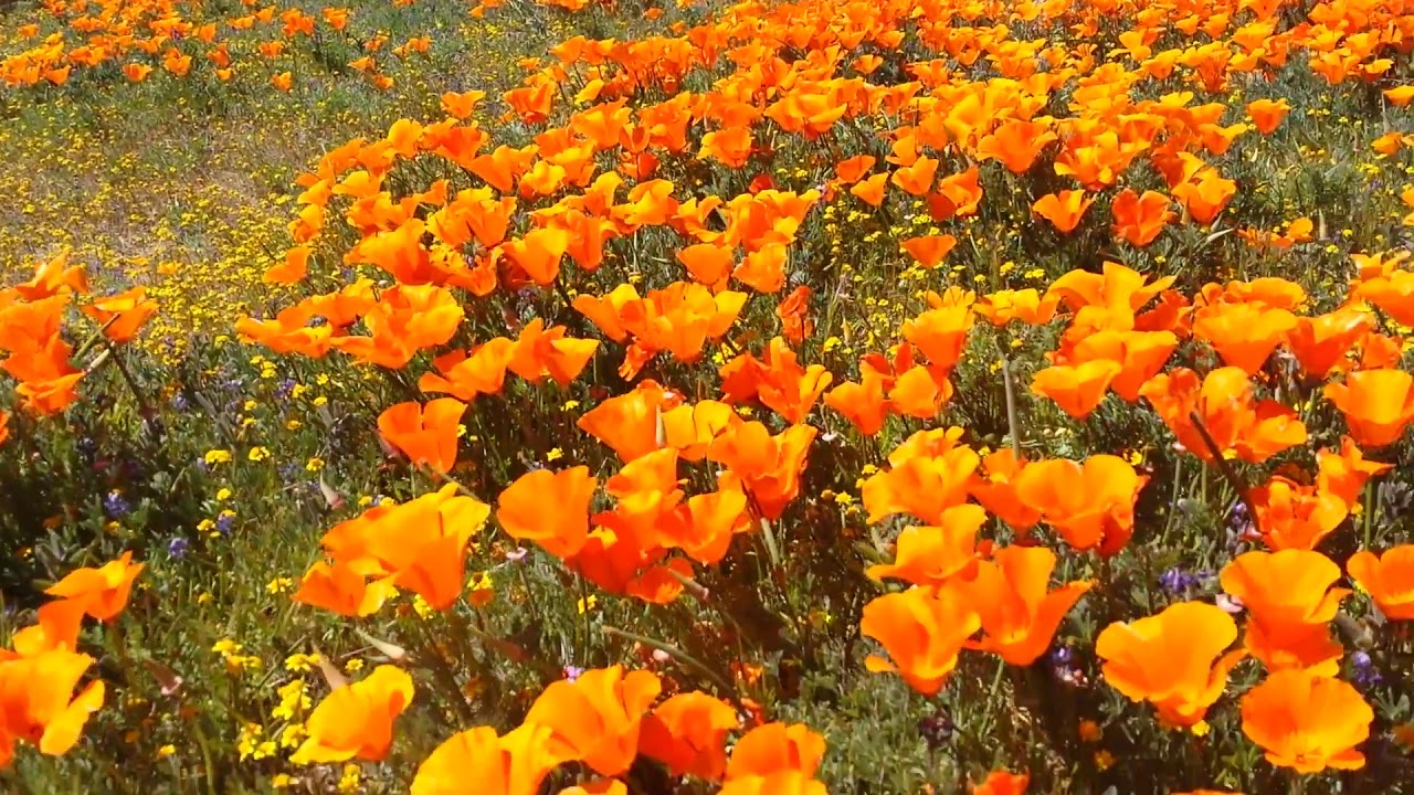 Lancaster Poppy Fields Youtube