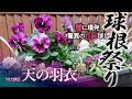 【春に爆発 驚異の50球】天の羽衣(ビオラ)寄せ植えに球根祭りでダブルデッカー