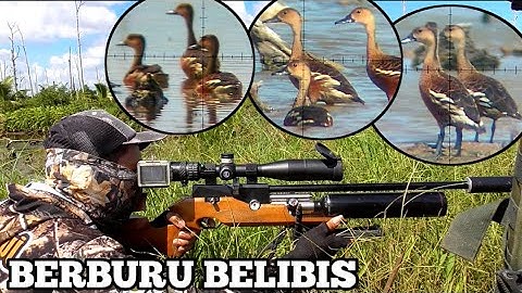 GILA❗BELIBIS SANGAT MELIMPAH DI SPOT RAHASIA, BORNEO SLUG BIKIN PECAH PALA. BERBURU BELIBIS