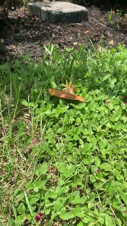 Scorpio♏ Grasshopper Spirit Says...#scorpio #spirituality #spiritual #soul #shorts #youtubeshorts