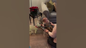 Ngăn ngừa hội chứng phẳng đầu, chống cong vẹo cột sông - Ghế rung Ergobaby