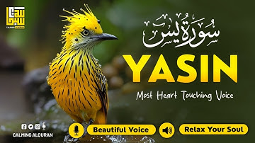 Soothing Surah Yasin for Deep Sleep, Sadness, Panic ✦ Relaxing Quran Audio Yaseen (سورة يس)