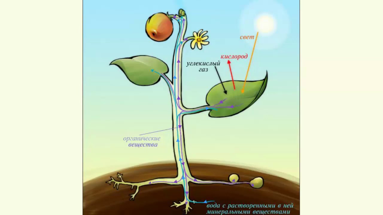 ⁣Растение - целостный организм