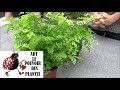 Conseil jardinage: Adiantum capillus-veneris (capillaire) Arrosage et entretien Plante d'intérieur