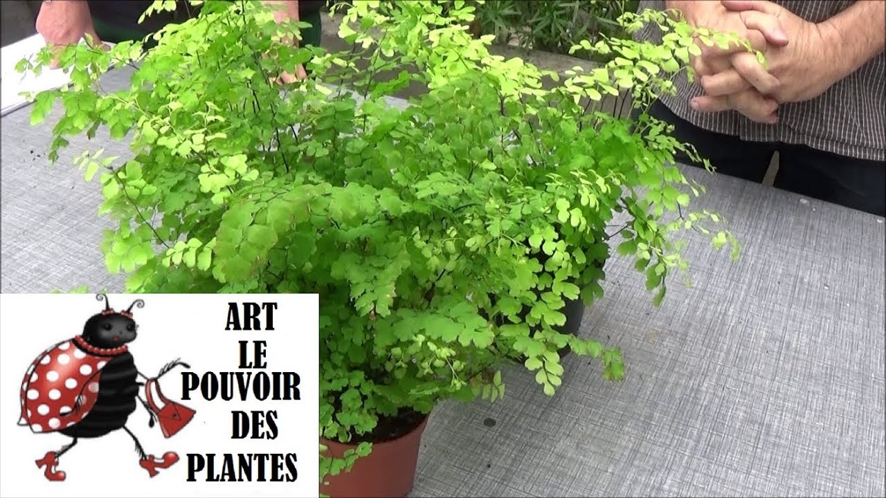 Conseil jardinage: Adiantum  capillus-veneris (capillaire) Arrosage et entretien Plante  d'intérieur