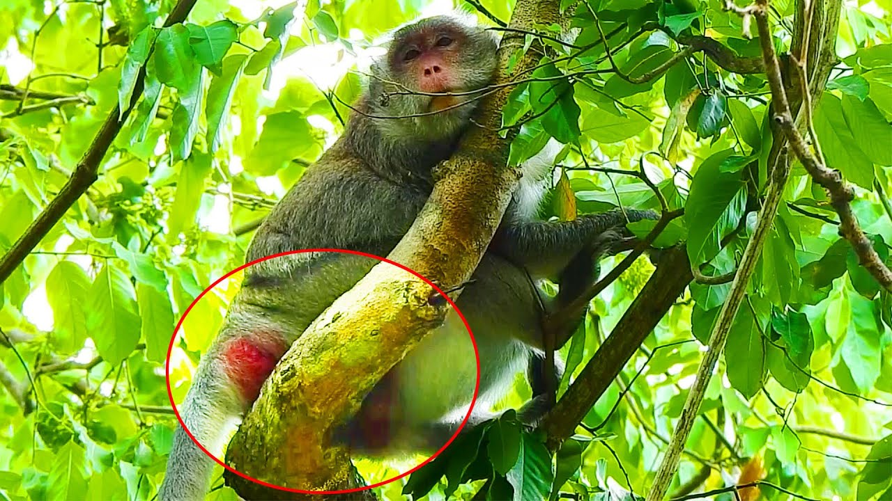 Update Today! Jane Monkey Feeling So Quietly, Jane Monkey Today Not So Hurt Belly