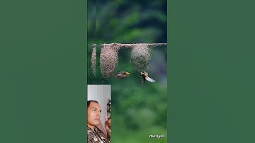 Indahnya sarang burung manyar ini 🥰 #kicaumanianusantara #kicaumania #birds #birdwatching #birdschir