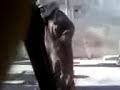 شيخ مقود