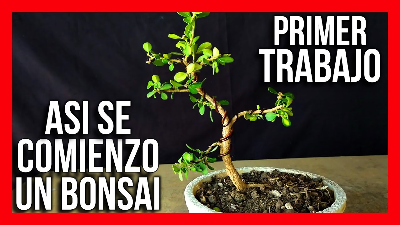 BONSAI BUXUS NEAGARI O FUTURO SOBRE ROCA un pre bonsái a partir de un
