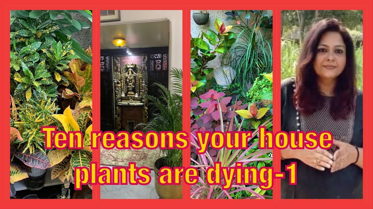 10 reasons your house plants are dying part 1 क्यों हर बार मर जाते
