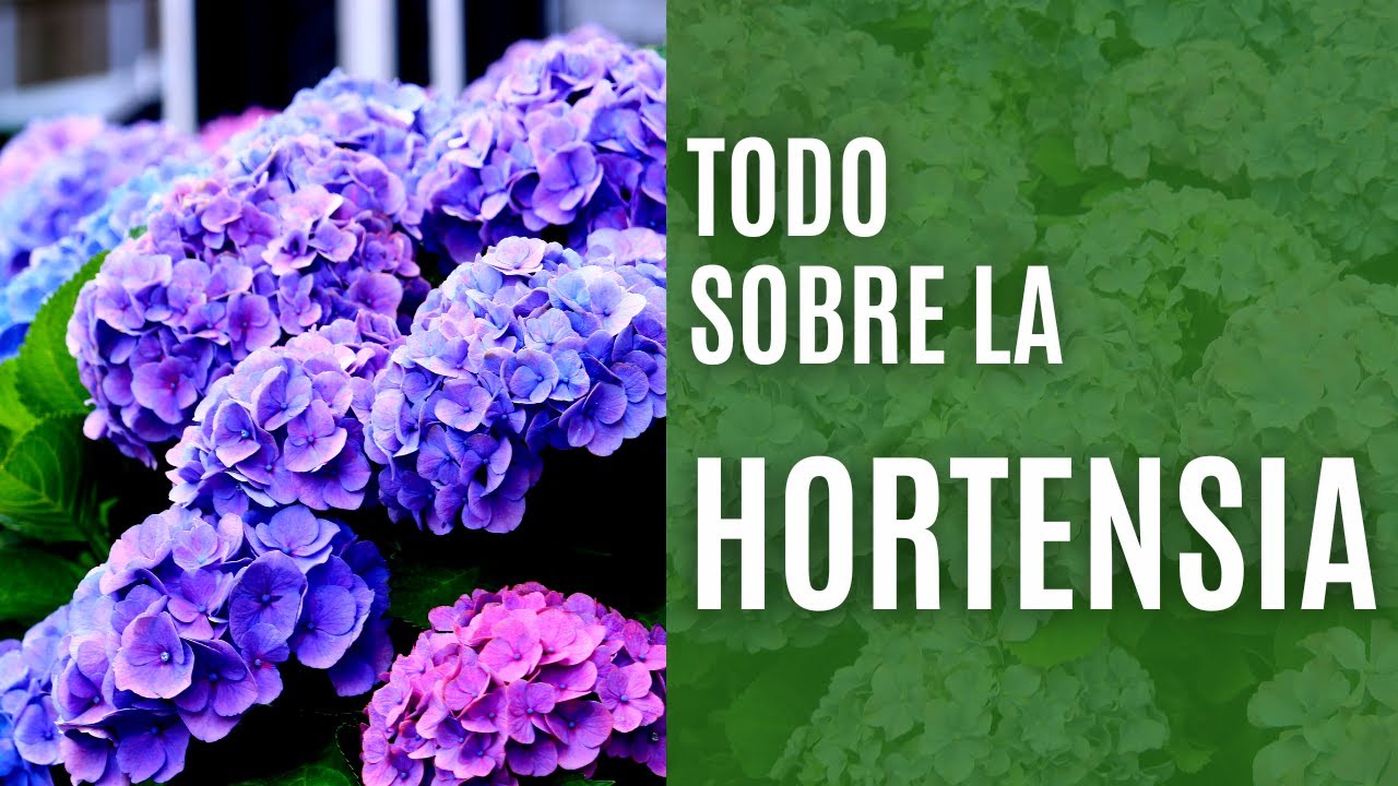 Cómo conseguir hortensias azules: consejos y trucos | Jardineria On