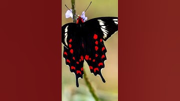 Thumbnail of Natural beauty Butter fly. #tamil #nature #tamilnadu #love #song #travel #tamildance