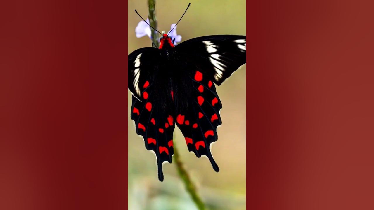 Natural beauty Butter fly. #tamil #nature #tamilnadu #love #song #travel #tamildance