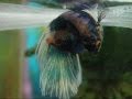 10 Steps of Betta Breeding Behavior in 10 minutes