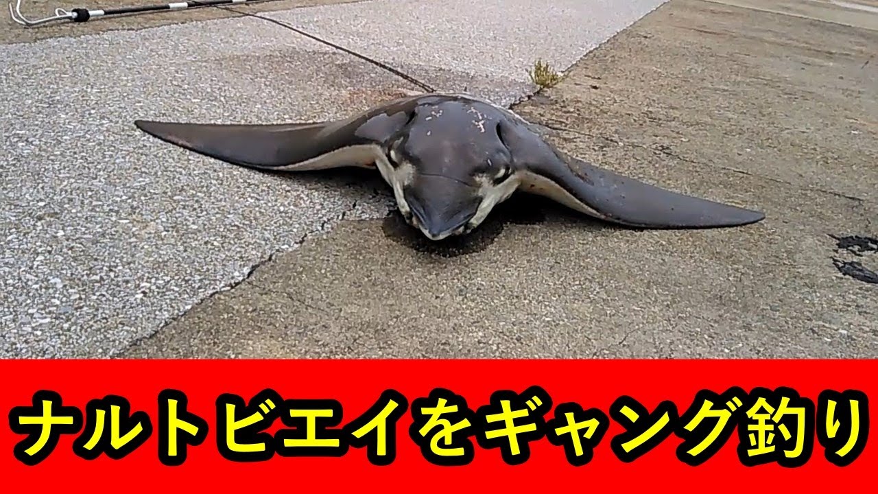 711 釣り ナルトビエイをギャング釣り 成功 Youtube