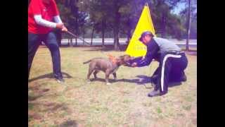 Mbks Mictlantecuhtli , Cachorro De 11 Meses Pocket Iniciando En Proteccion