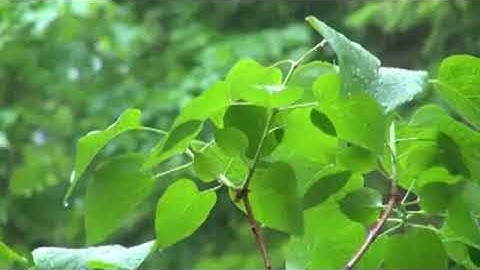 سورة الأنعام لفضيلة الشيخ مشعل المطر من ليالي رمضان 1438