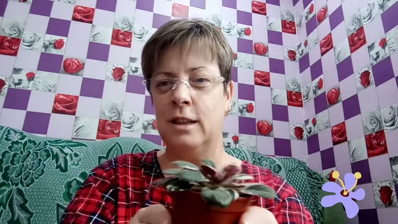 Убираю такие фиалки из своей коллекции и вот почему.