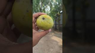 গাছের পাকা আম 🥭😋Gaser Paka Am 🥭😋 #1millionsubscribers #vairalshort #foryou