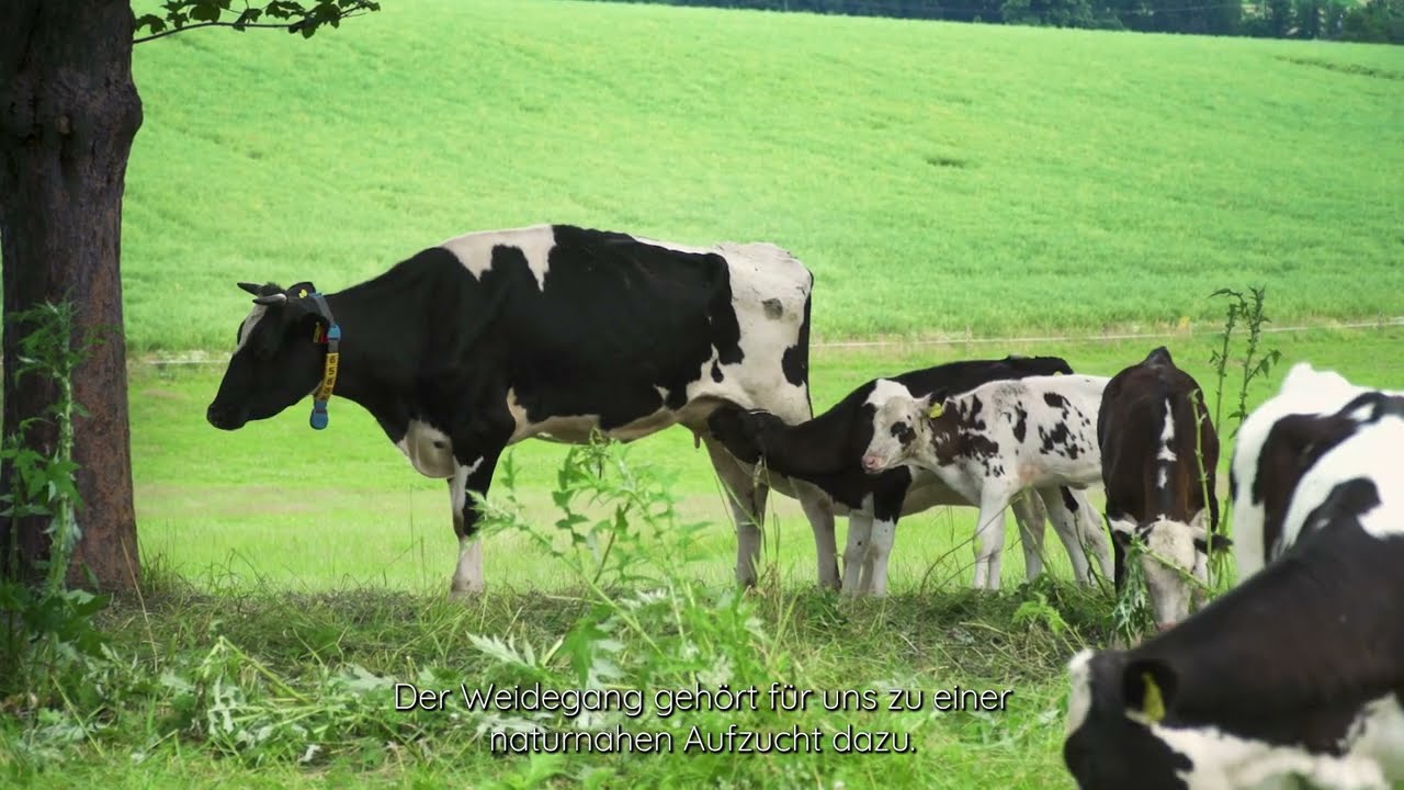 Die kuhgebundene Kälberaufzucht auf dem Hofgut Eichigt
