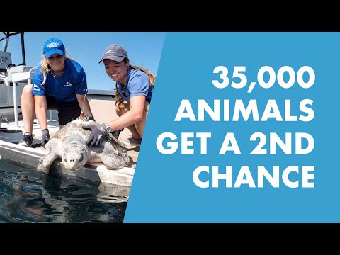 SeaWorld Rescues Over 35,000 Animals Giving Them A 2nd Chance At Life