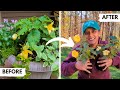 How to Overwinter Begonias | Winterizing Storing Tuberous Begonias