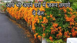 आप भी अपने घरों में जरूर लगाये ये बेल/Ap bhi apne ghro me jarur lgaye ye bel