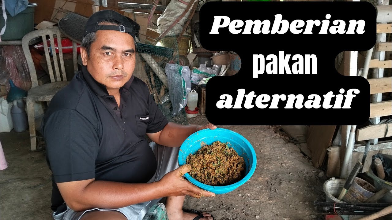 PEMBUATAN DAN PEMBERIAN PAKAN ALTERNATIF UNTUK AYAM TERNAK 
