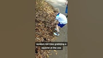 squirrel bites little kid #funny #shorts #youtube #youtubeshorts