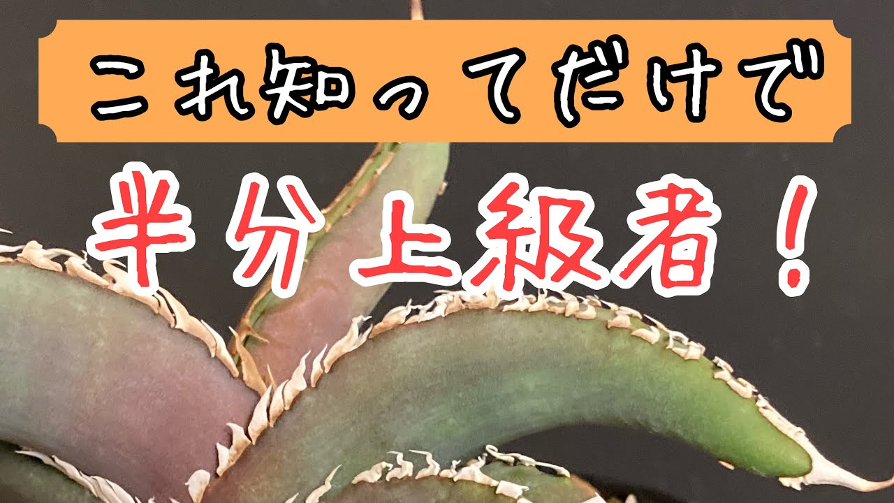 第64話 アガベは年数とともにどれくらい成長するのか？みんなの疑問を