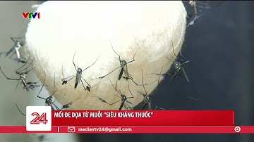 Mối đe dọa từ muỗi "siêu kháng thuốc" | VTV24