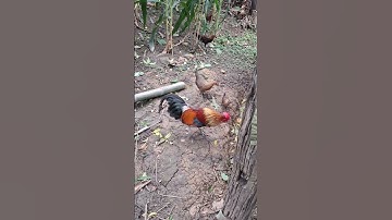 gà rừng mã vàng tắm gái cực phê.qaib qus daj zoo tham hluas nkauj khav tiag tiag