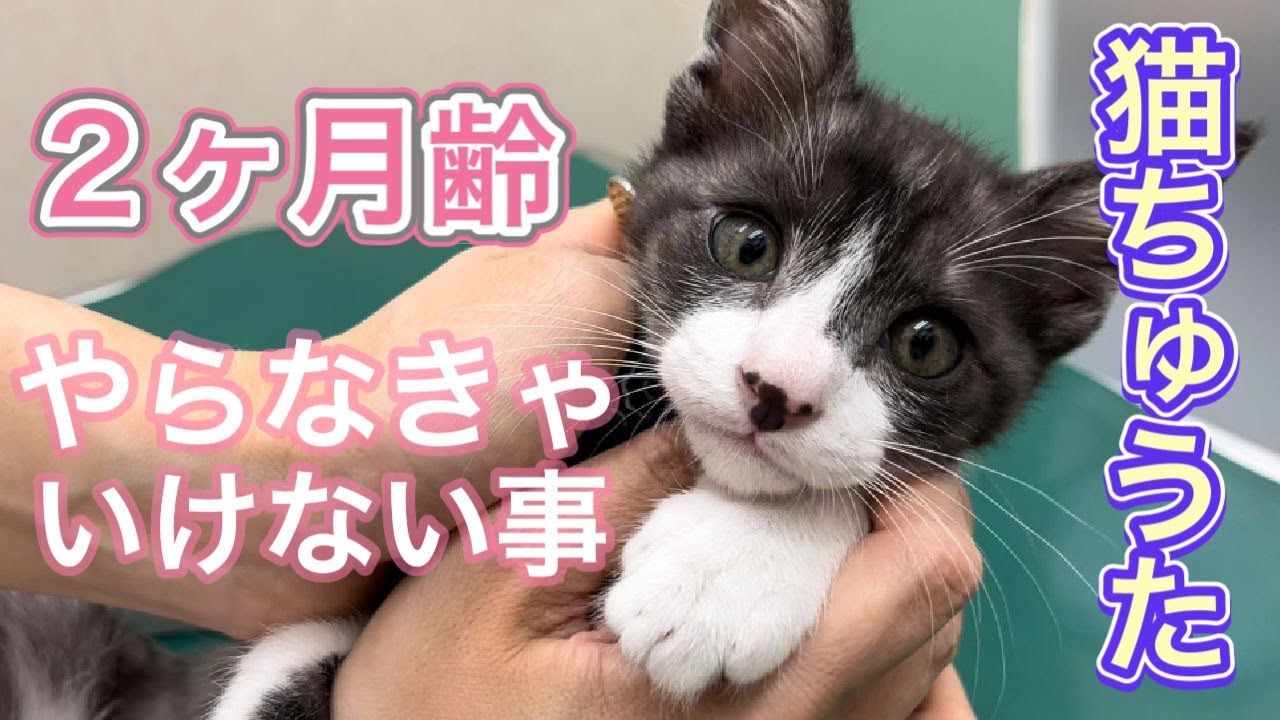 猫のちゅうた2か月齢、初めての反応が可愛すぎた【仔猫の成長記録】