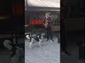 Funny Dog Sings Along With a Saxophone Player