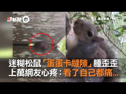 美國迷糊松鼠睪丸卡縫隙 蛋蛋腫歪歪 上萬網友心疼：看了自己都痛 | 密西西比 Mississippi  |  動物 | 2018