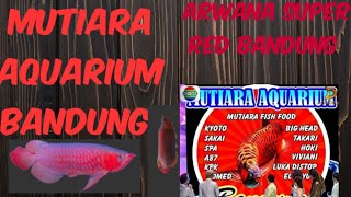 Arwana super Red sudah hadir diKota Bandung,DiToko Mutiara Aquarium Bandung