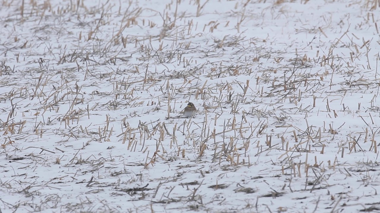 Horned Lark; Eremophila alpestris