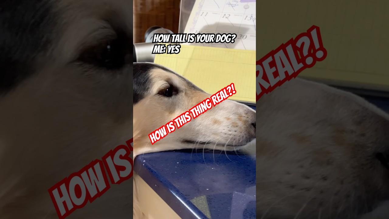 Like a regular dog on furry stilts #borzoi #tall #doglife #dogs #snoot #puppy