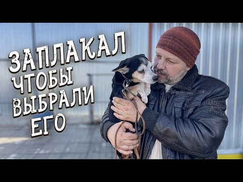 Спасение животных/ Как выбрать собачку из приюта