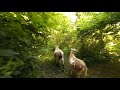 VR Nature walk with goats june