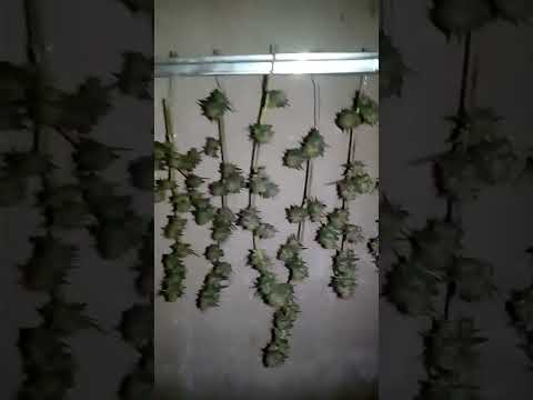 کاشت ماریجوانا برداشت مشتری عزیزمون