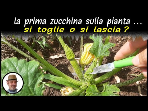 Video: Scopri i motivi della goccia di frutta di zucchine