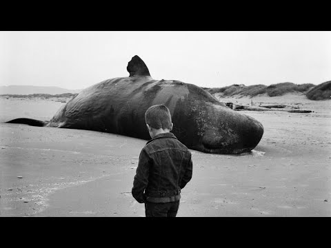 🐳 REACCION A DROSS LA BALLENA QUE EXPLOTO 🐳 @DrossRotzank