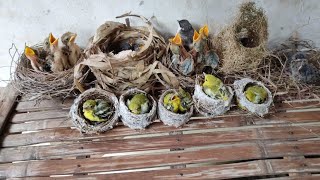 Review Anakan Burung Plus Harga Ambilnya Part 2 Review Anakan Burung Plus Harga Ambilnya Part 2