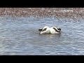 This Courtship Dance Is Bizzare But Very Necessary