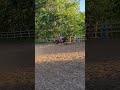 Barrel pony in the making?!