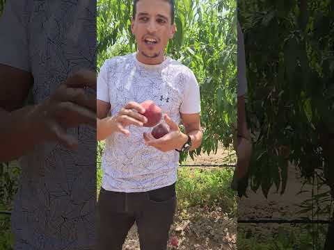 شاهد مباشرة من عين المكان مزراع الخوخ شتلة أزوريت  خصائص هاذا صنف و مميزاته
